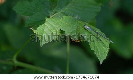 Blue dragonfly resting on the green leaves of the forest