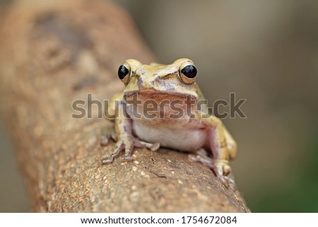striped tree frog, four-lined tree frog on the branch