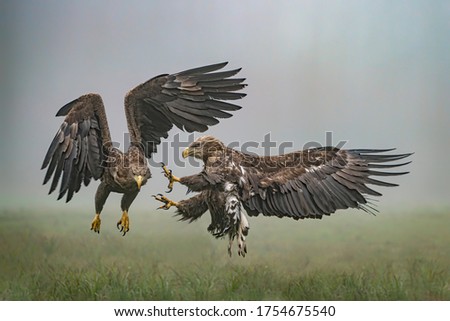 A pair of battling White tailed eagles (Haliaeetus albicilla) appear to be performing karate mid-air. Poland, europe. Fighting eagles. National Bird Poland.  Royalty-Free Stock Photo #1754675540