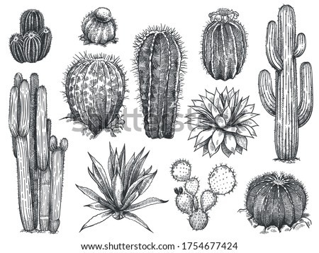 Sketch cactus. Hand drawn wild succulents, prickly desert plants, agave, saguaro and prickly pear blooming vintage black and white cactuses set on white background engraving vector illustration. Royalty-Free Stock Photo #1754677424