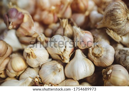 Freshly harvested pile of garlics drying in organic vegetable greenhouse