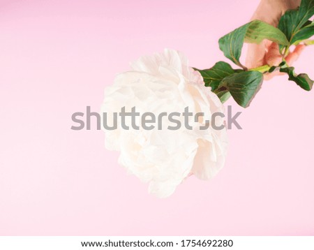 Beautiful white peony being given by someone, top view on pink background.