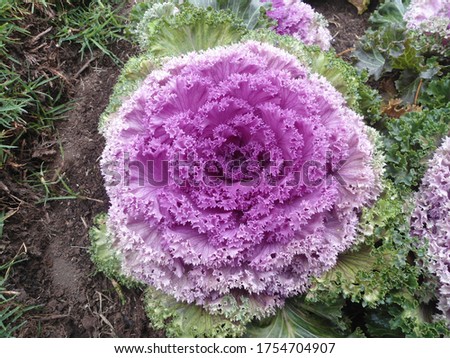 Purple Ornamental Cauliflower planted in the winter in Thailand.