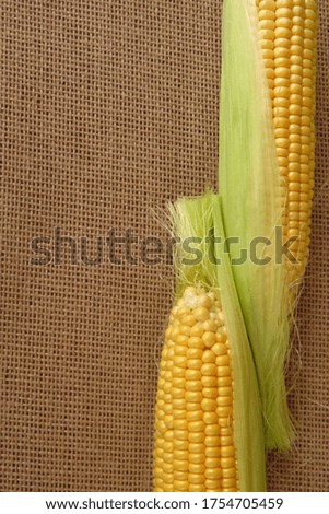 Heads of corn on a background of natural hemp fabric. Still life with a copy space. 