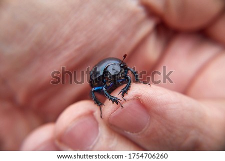 Black beetle on the finger. Common dung beetle in Belarus. Macro.