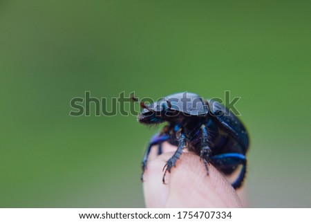 Black beetle on a green background. Common dung beetle in Belarus. Macro.