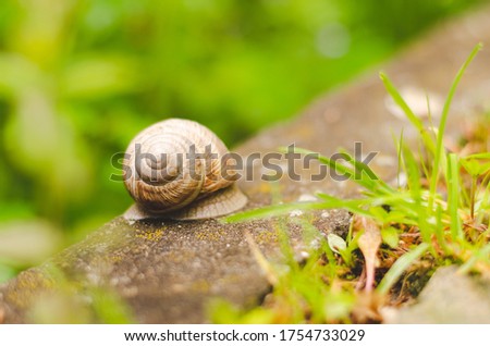 Snail shell in green background