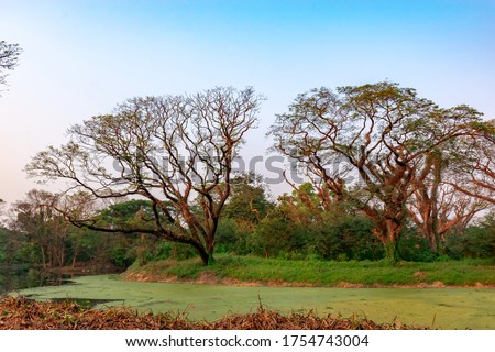 View of Acharya Jagadish Chandra Bose Indian Botanic Garden located at Shibpur, Howrah, West Bengal, India