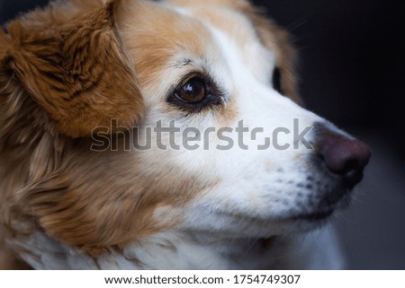 Cute dog profile photo close up