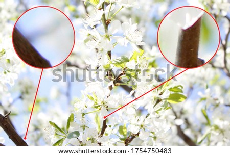Example aberration chromatic or spherical  - image error. Blurred color outline. The deviation of the rays from the focus of the collective lens glass. Royalty-Free Stock Photo #1754750483