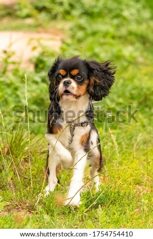 A dog cavalier king charles, a cute puppy trying to catch grasshoppers
