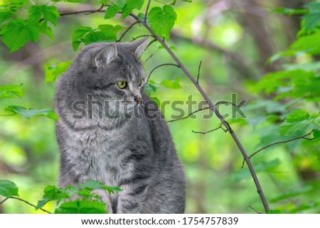 A gray cat with green eyes preys in the forest on a background of blurred greens