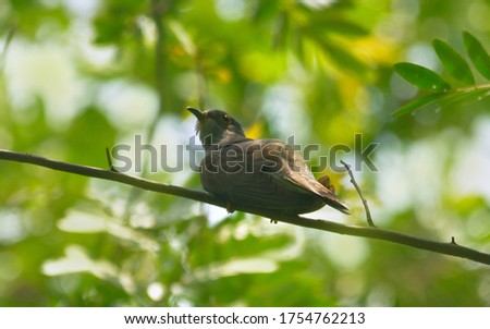 urasian cuckoo bird in perch on a tree