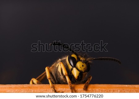 A closeup shot of a hornet on a stick behind a dark background