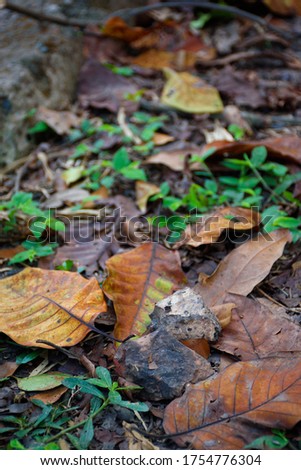 Picture of fallen leaves with blurred background in autumn at Acharya Jagadish Chandra Bose Indian Botanic Garden of Shibpur, Howrah near Kolkata (Selective focus)