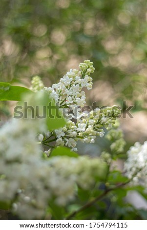 
lilac branches with white flowers in the foreground blurred background nature spring mood green leaves