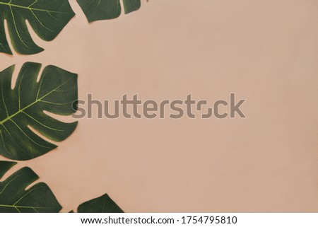 Green tropical monstera plant leaves on brown paper backgorund. Summer background