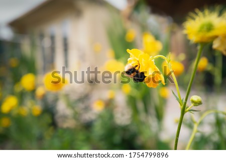 A soft focus image of yellow Geum flowers around a summer house in a garden or back yard with a bumble bee upside down collecting nectar from one of the flowers in the foreground
