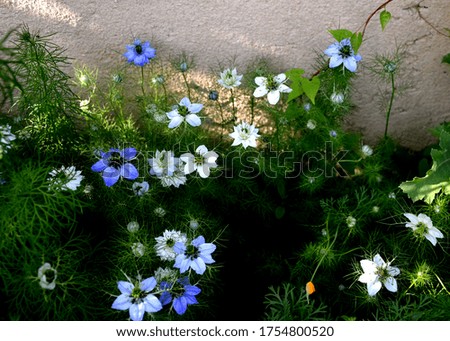 blue or white plant In our country, it has originated in Southwest Asia, growing as an annual florist.