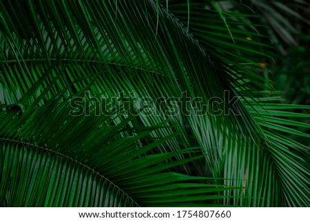palm leave green for background
