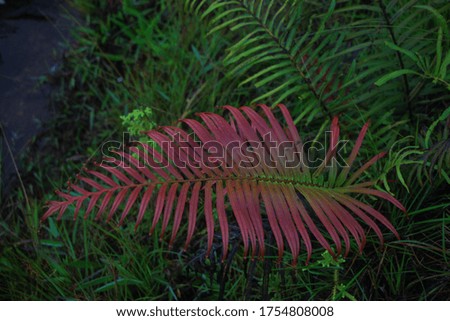 pink leaves of fern plant in misty Gawaraawila mountain which with ancient stories