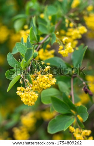 yellow flowers in the foreground blurred background soft light blooming buds spring mood
