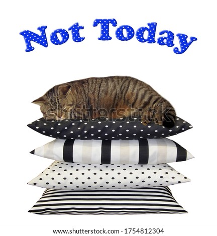 The beige cat is sleeping on four pillows. Not today. White background. Isolated.