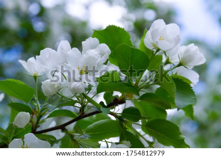 blooming apple tree with young green leaves in the summer garden