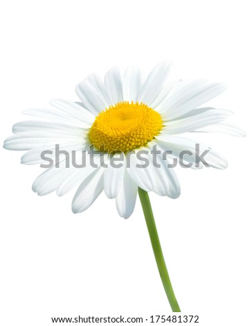Beautiful daisy isolated on white background