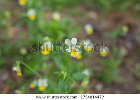 small field violets grow in forest
