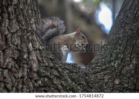Super cute squirrel close up on a tree