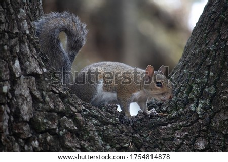 Super cute squirrel close up on a tree