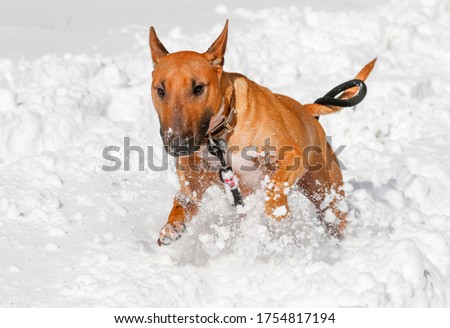 Red miniature bull terrier running and playing in the snow