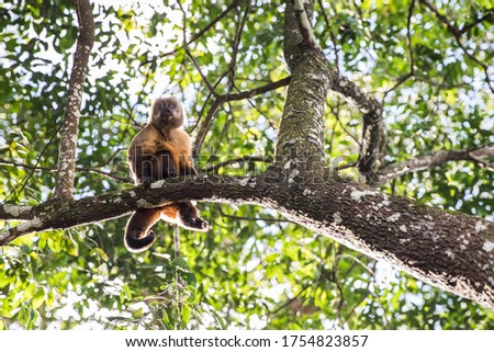 monkey on a tree in the forest