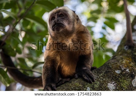 monkey on a tree in the forest