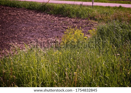 This is a group of flowering spring weeds in the corner of a field.