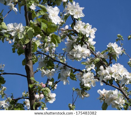 Blooming apple tree; beautiful white blossoms against blue sky