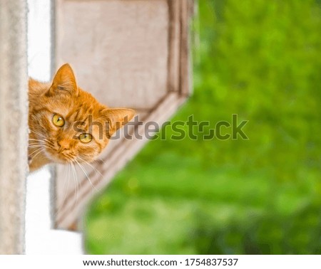 Red cat with green yellow eyes looking from the window outside on the street with green background. Close up picture of domestic cat interest in outside nature with white whiskers. Wallpaper of pets. 
