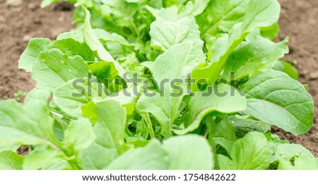 Organic products. young greens in a farm garden. Cultivation of vegetables.