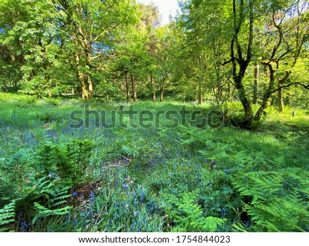 Late evening with sunlight, old trees and bluebells in, Hardcastle Crags, Hebden Bridge, UK Royalty-Free Stock Photo #1754844023