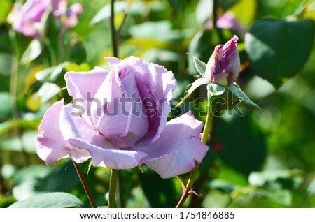 purple rose in the garden , photo for design and typography,panton color trend