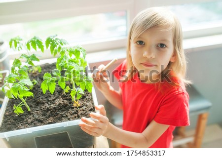 Little cute girl in a T-shirt grows a seedling of tomatoes in a small home garden