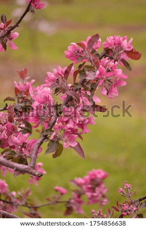 Flowers on apple trees come in different shades: from boiling white flowers to bright red shades.