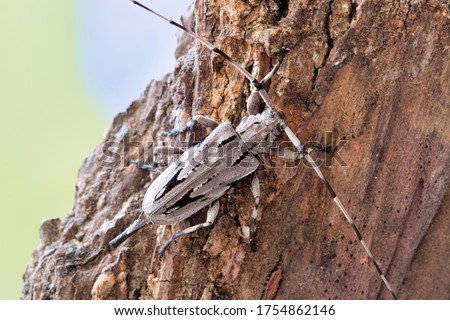 Lesser Pine Borer beetle (Acanthocinus nodosus) on tree bark, female. Species of Longhorn beetle that feeds from pine trees in the Southeast States of the USA. Royalty-Free Stock Photo #1754862146