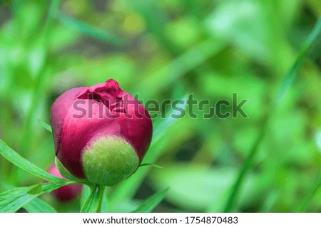 A closeup tender bud of red peony 