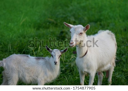  Goat with a goat kid. Family  goats is grazed on a green meadow. Funny white goat. Concept of livestock farming