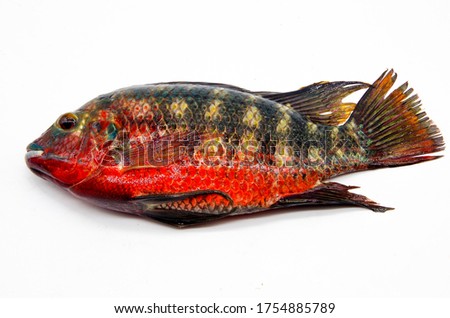 Small semi-red tilapia grown in fresh wild with excellent water quality Royalty-Free Stock Photo #1754885789