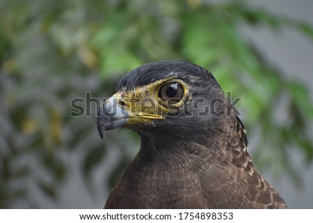 A crested serpent eagle a famous and common bird in Asia