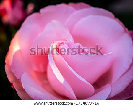 Close up of a pink rose in a garden