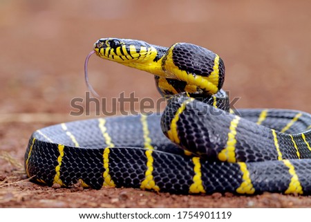 boiga dendrophila, ring gold snakes in the garden